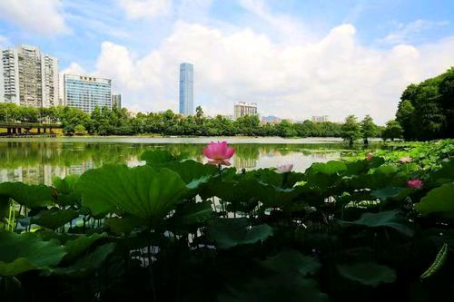 七律·夏日深圳洪湖 隆光诚（广西南宁）【冰心文化传媒】（图3）