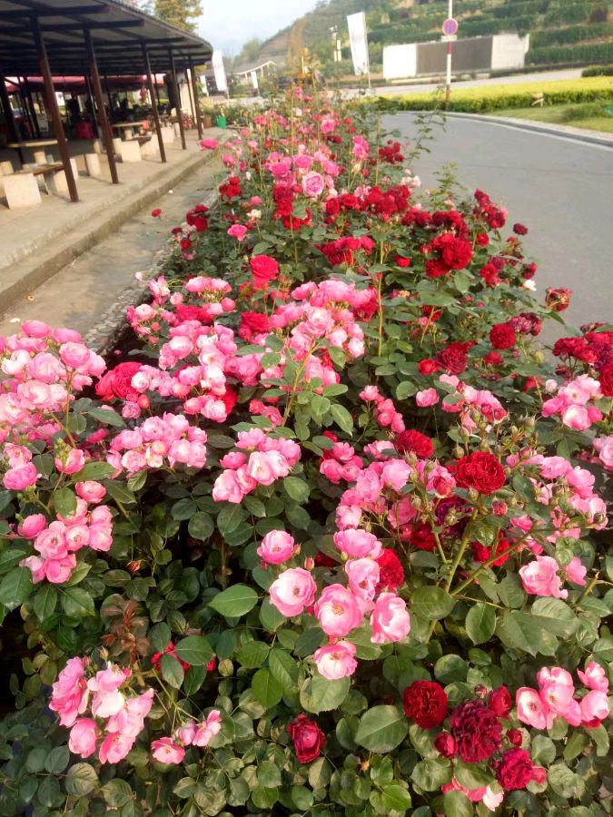 七绝：劳动节（外三首）（图4）