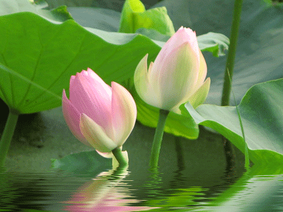 七绝：雨中观荷（图3）