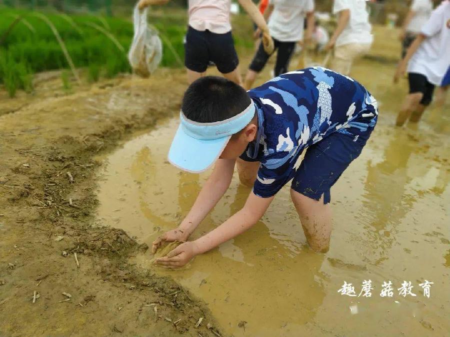 捕捉泥鳅鳝鱼的童年 文/佘汉武