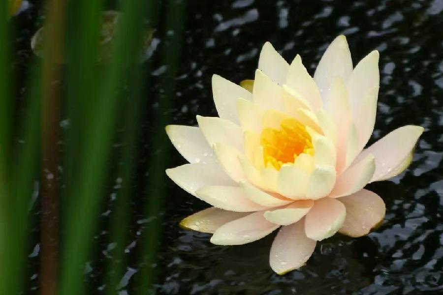 雷学刚：爱的永恒