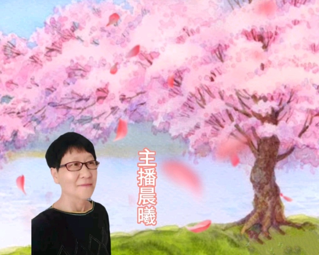 520欣赏席慕容的《一棵开花的树》主播：晨曦||配乐制作：小星星（图4）