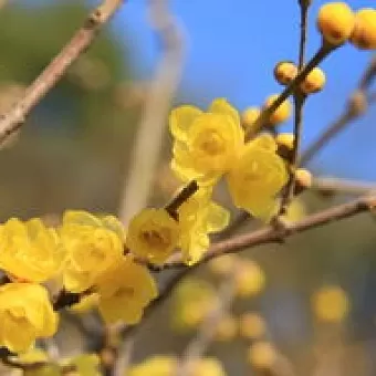 徐淑芳《咏花》:系列诗词联(之二):巴彦诗协诗词卷【527】(图3)