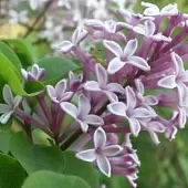 徐淑芳《咏花》:系列诗词联(之二):巴彦诗协诗词卷【527】(图4)
