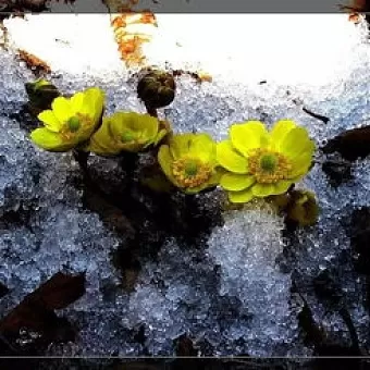 徐淑芳《咏花》:系列诗词联(之二):巴彦诗协诗词卷【527】(图2)