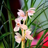 徐淑芳《咏花》:系列诗词联(之二):巴彦诗协诗词卷【527】(图6)