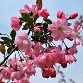 徐淑芳《咏花》:系列诗词联(之二):巴彦诗协诗词卷【527】(图5)