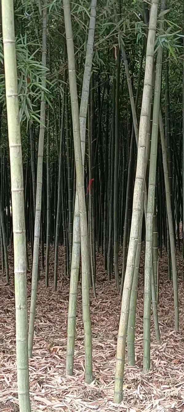桐庐县老干部舒成峰先生诗歌专辑——【中华诗词】征稿——都市头条(图4)