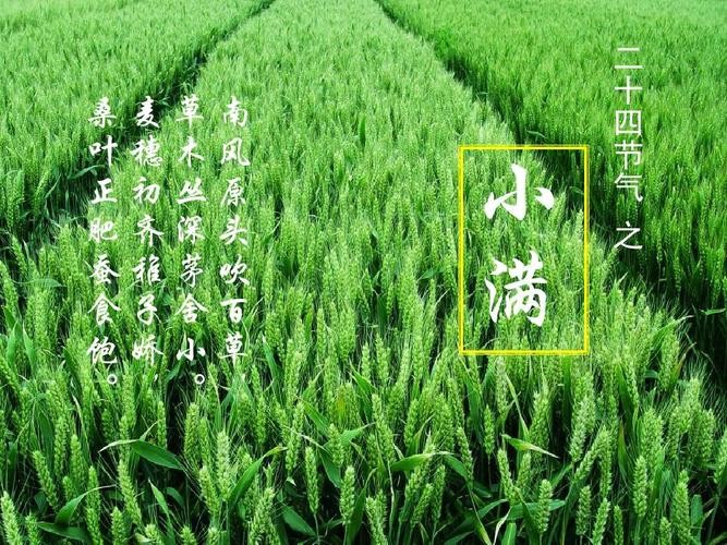 【经典推荐】王世华//小满节｛欣赏｝（图4）