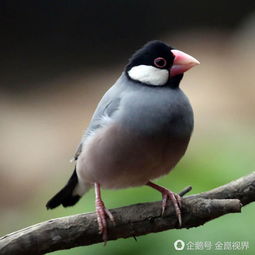 小满·鸟来全‖巴彦诗协诗词联卷【528】(图10)