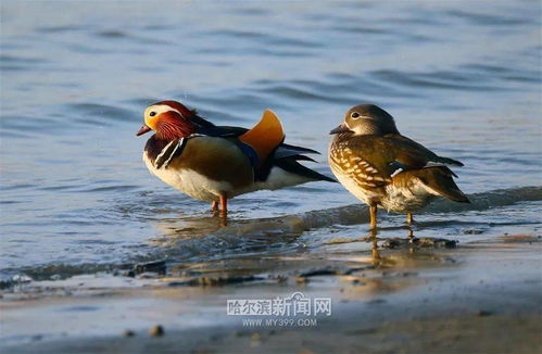 小满·鸟来全‖巴彦诗协诗词联卷【528】(图7)