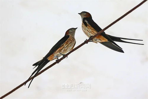 小满·鸟来全‖巴彦诗协诗词联卷【528】(图8)