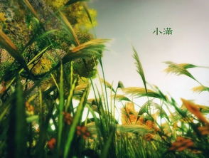 小满·鸟来全‖巴彦诗协诗词联卷【528】(图19)