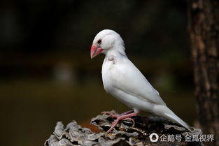 小满·鸟来全‖巴彦诗协诗词联卷【528】(图14)