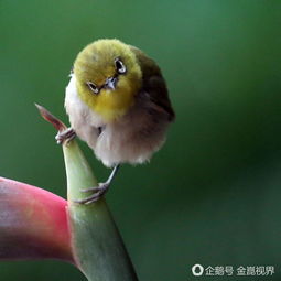 小满·鸟来全‖巴彦诗协诗词联卷【528】(图15)