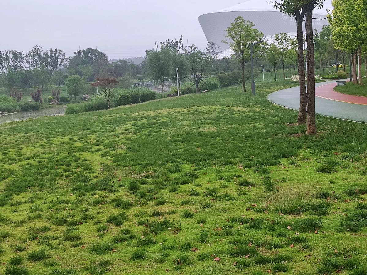 今新调 雨里漫步中央公园 原作/梁立锋（图9）