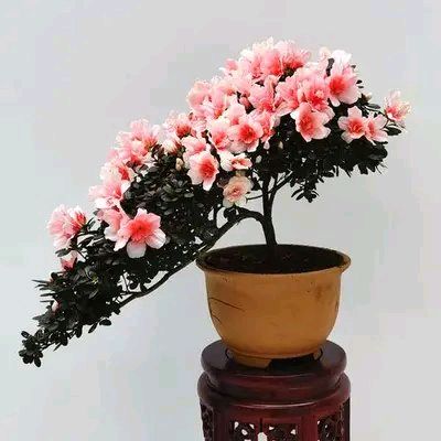 中华诗艺黑龙江分社●微刊第90期（图7）