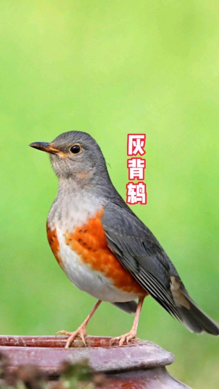 【经典推荐】肖宝利//风流子•忆小满旧乡（图8）