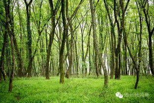 请欣赏海纳百川 叶子两位主播倾情合诵魏德崙老师的作品《暮春一片柳树绿》编辑/海纳百川【第5756期】（图5）