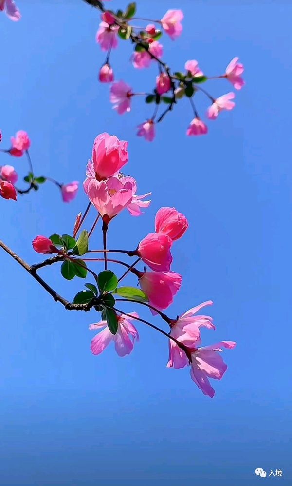 七绝：淄博烟火（图2）
