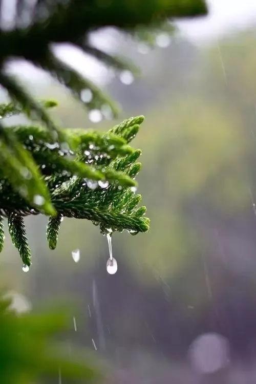 《半山听雨》《走进夏天》作者:芦国柱【主播:丹桂】【桃源国际诗歌集团】用声音传递温暖以诵读致敬人生♬（图5）