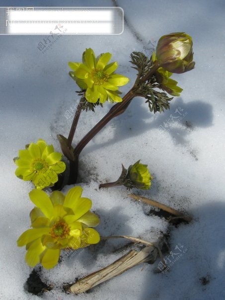 崔淑清《咏花》系列诗词联(之六)‖巴彦诗协诗词联卷【532】(图2)