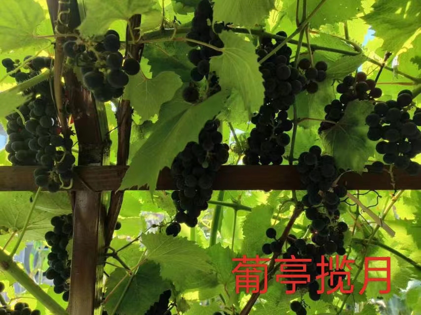 董文超《为朋友照片题诗》系列诗词联(之七)‖巴彦诗协诗词联卷【533】(图4)