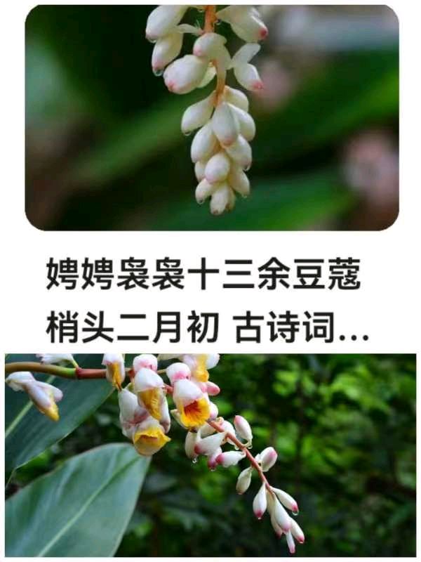 韩庚的《豆蔻花》