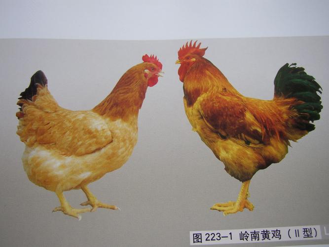 黄金鸡 文/高建文(图3)