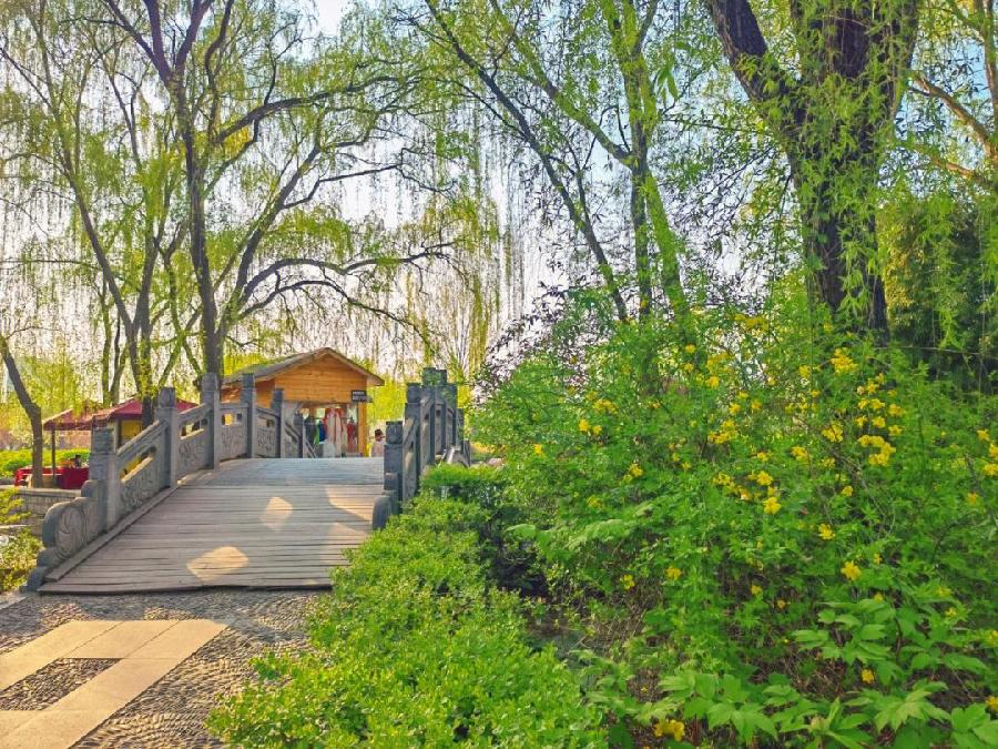 黄金鸡 文/高建文(图4)