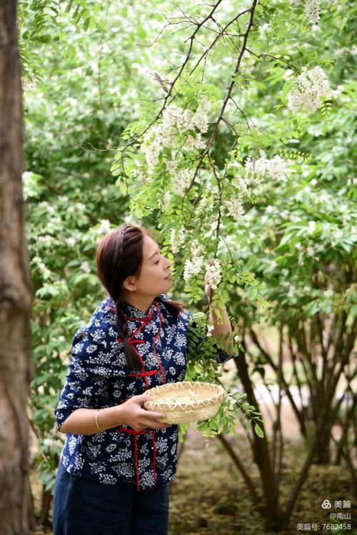 【新山东文学社】《醉在五月槐花香》作者/张秀祥 主播/远方（图4）