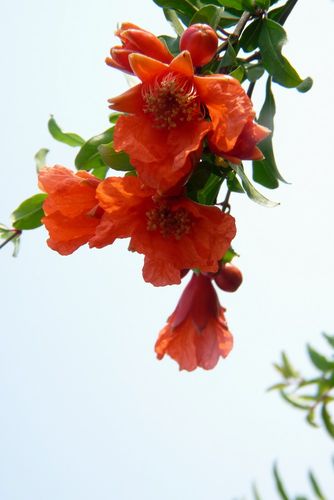 【新山东文学社】《石榴花开，我在想你》作者/大浪淘沙 主播/菊心拾雨（图4）