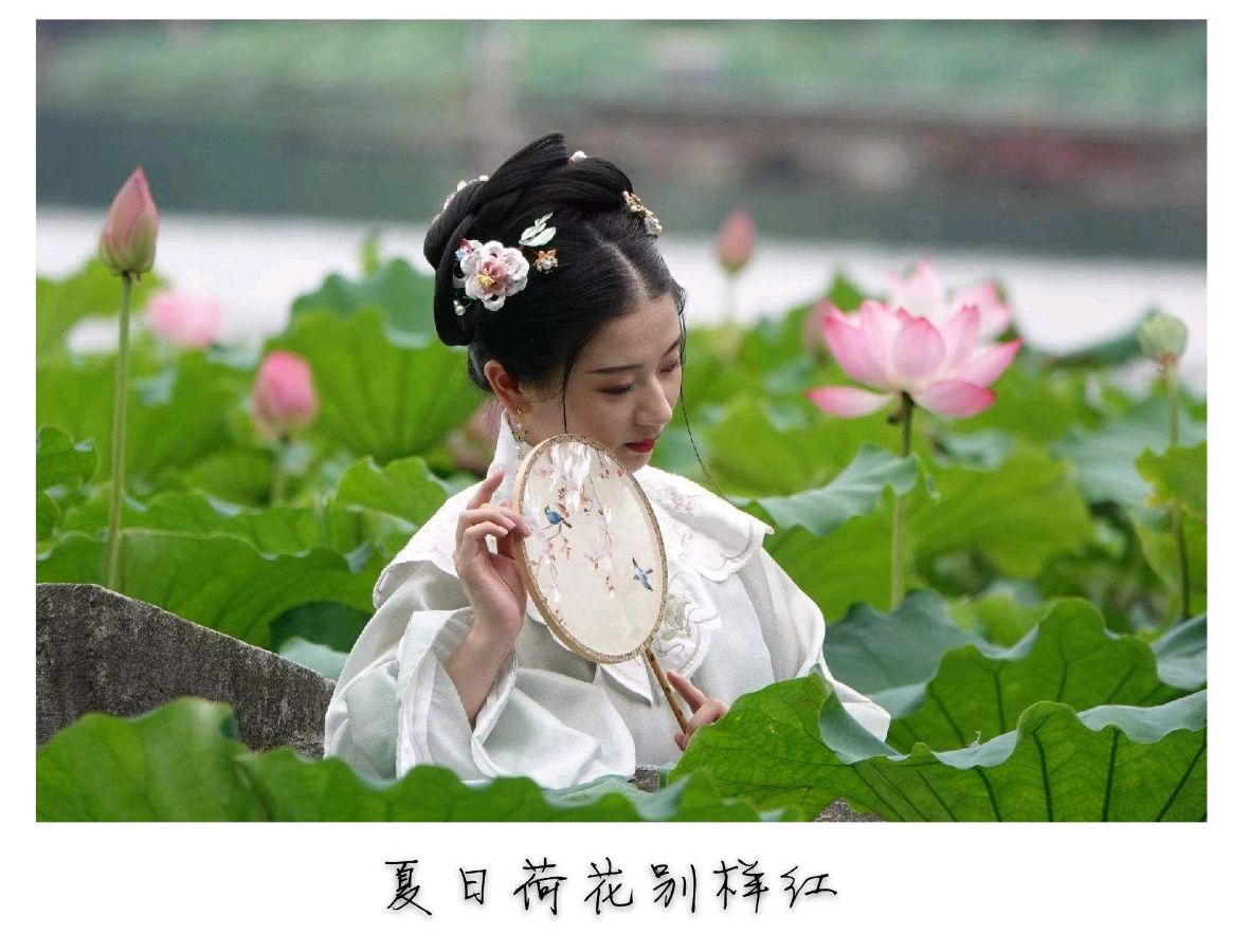 韩庚的《荷花》