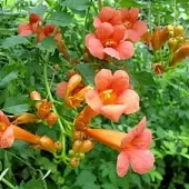 刘凤亭《夏之韵香（1）》系列诗词联（之七）‖巴彦诗协诗词卷【534】（图4）