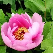 刘凤亭《夏之韵香（1）》系列诗词联（之七）‖巴彦诗协诗词卷【534】（图11）