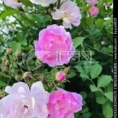 刘凤亭《夏之韵香（1）》系列诗词联（之七）‖巴彦诗协诗词卷【534】（图12）