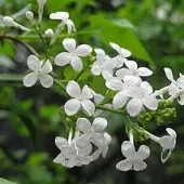 刘凤亭《夏之韵香（1）》系列诗词联（之七）‖巴彦诗协诗词卷【534】（图14）