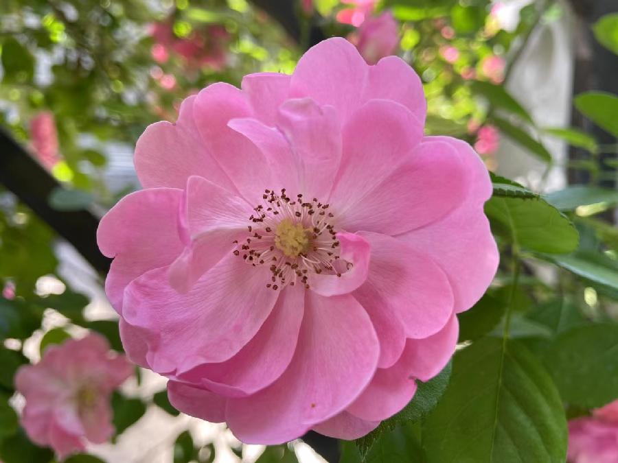 【新诗大观】醉蔷薇||文/金粉玉蝶