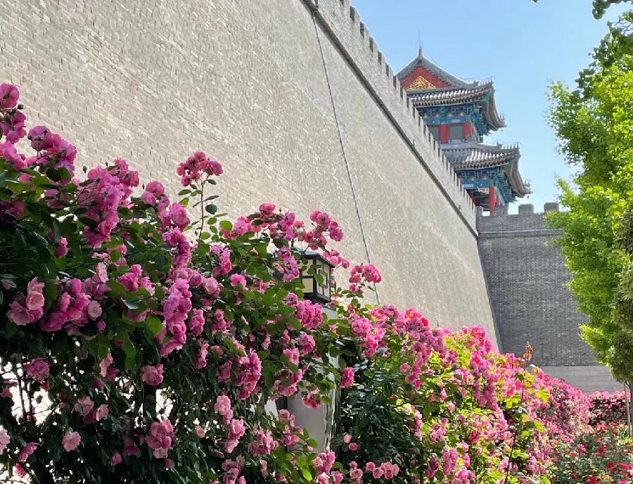 【新诗大观】醉蔷薇||文/金粉玉蝶（图2）