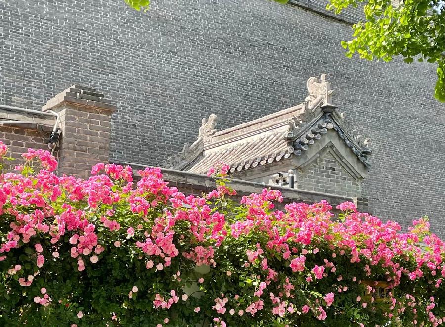 【新诗大观】醉蔷薇||文/金粉玉蝶（图4）