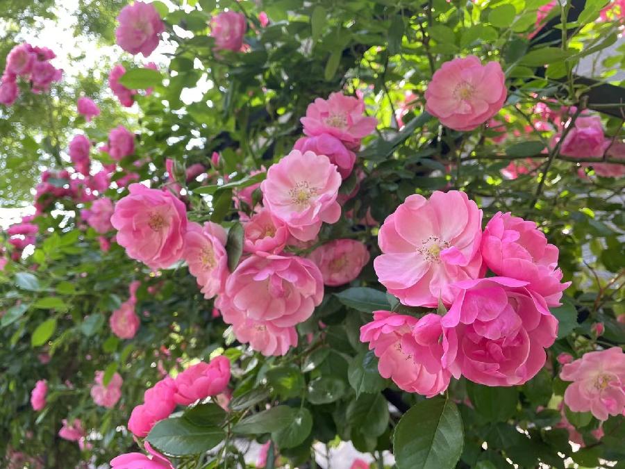 【新诗大观】醉蔷薇||文/金粉玉蝶（图6）