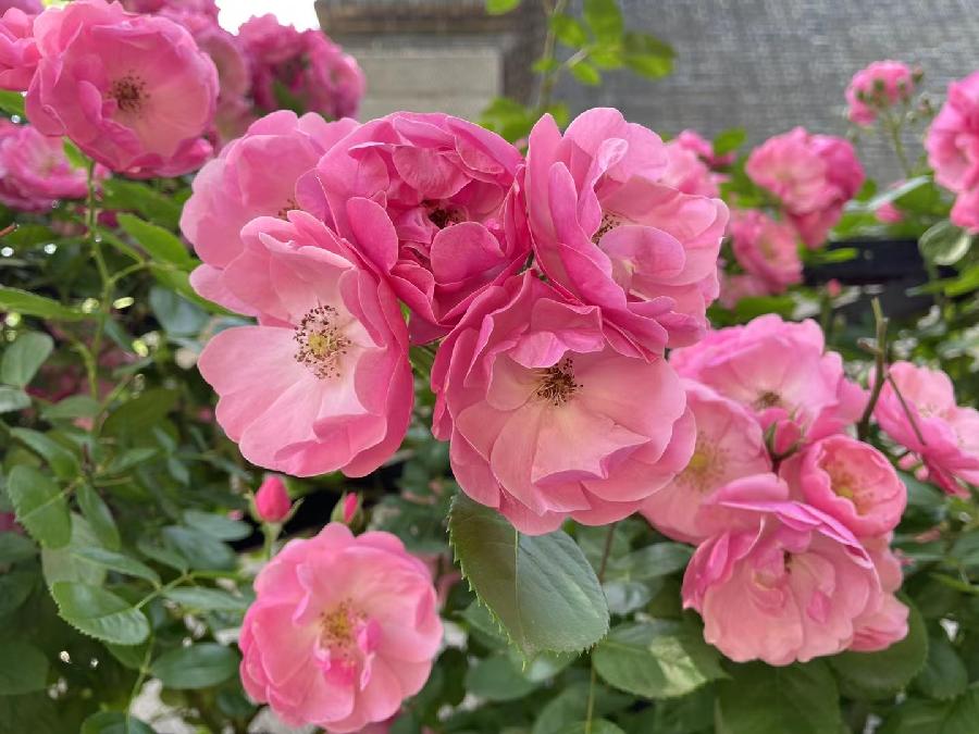 【新诗大观】醉蔷薇||文/金粉玉蝶（图5）