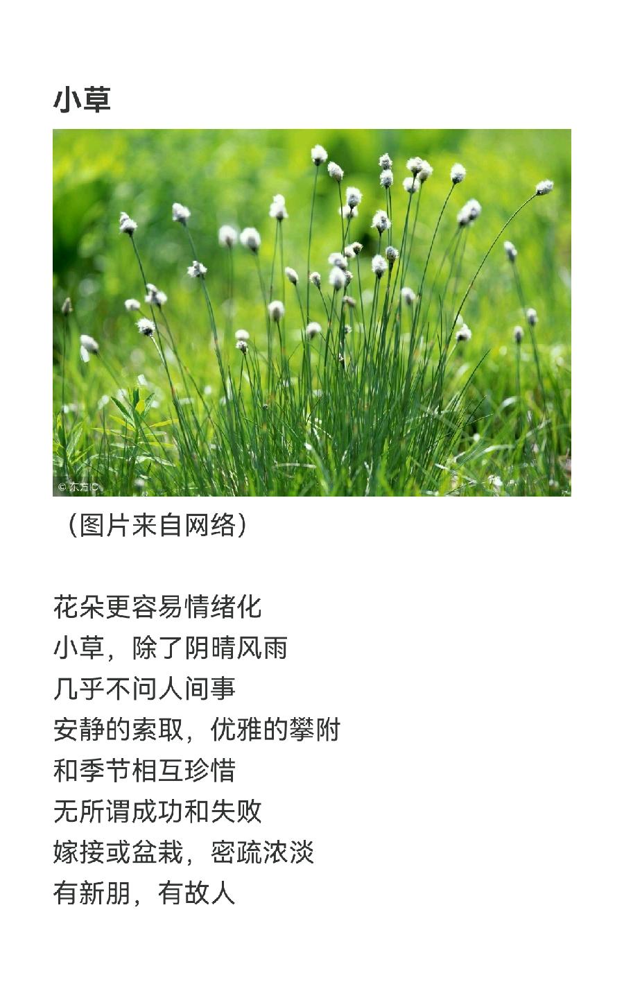 小草