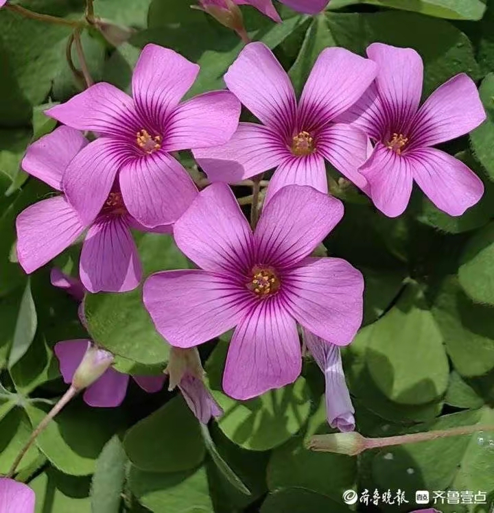 【神州源流诗苑】第955期佳词《都市头条》周刊（图6）