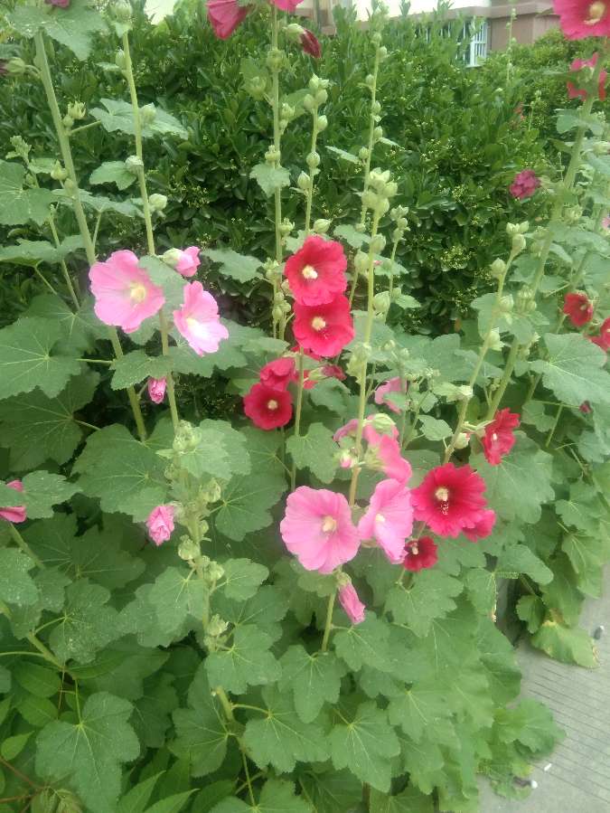 心尘文艺 第924期