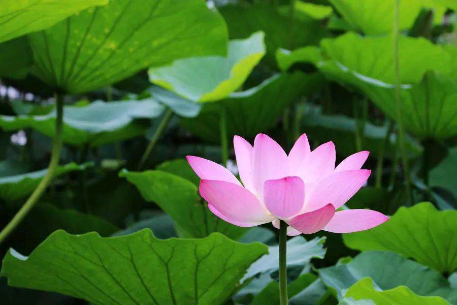 《心似莲花开》作者/漂流瓶主播/王流芳 主编/胡琴审核/庆福(图5)