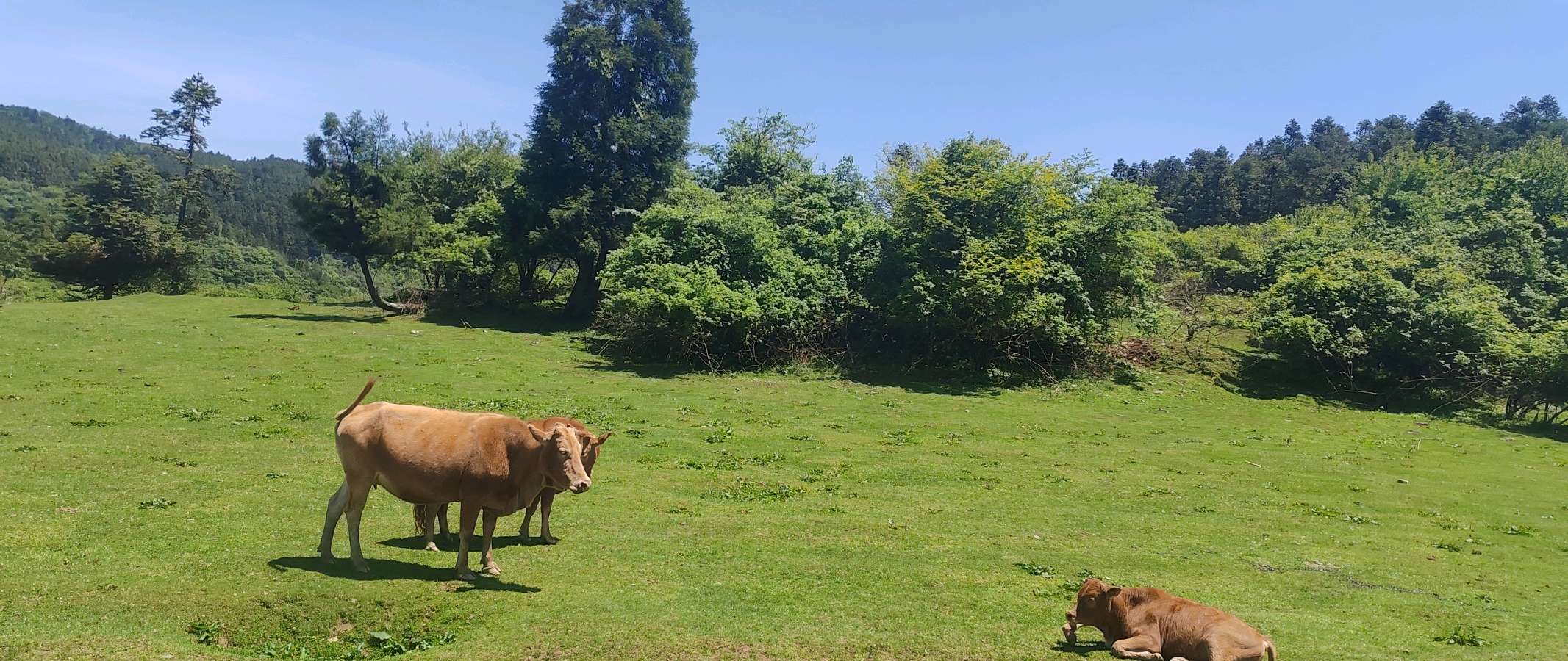 【旅游天地•重庆武隆】诗词二首：七律•观赏仙女山大草原*词：游仙女山草原*作者：张富贵＿北京头条发！（图23）