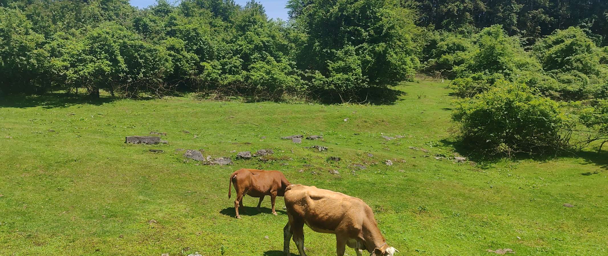 【旅游天地•重庆武隆】诗词二首：七律•观赏仙女山大草原*词：游仙女山草原*作者：张富贵＿北京头条发！（图20）