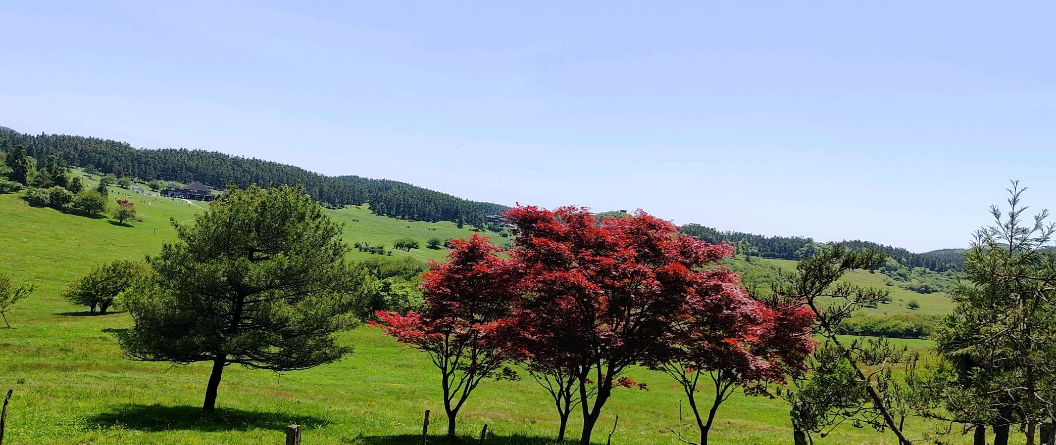 【旅游天地•重庆武隆】诗词二首：七律•观赏仙女山大草原*词：游仙女山草原*作者：张富贵＿北京头条发！（图21）