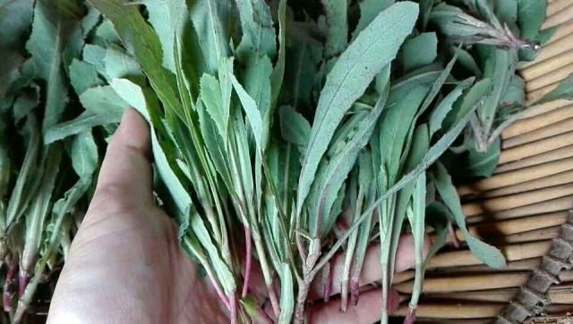 *家乡的苦苦菜* 任国璠〔甘肃永登〕【冰心文化传媒】主编 冰心（图4）